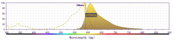 mCherry激發和發射光譜