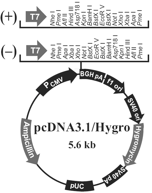 pcDNA3.1/Hygro(+)載體圖譜