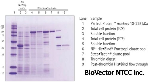 Nus?Tag? fusion increases the solubility of recombinant annexin A1.