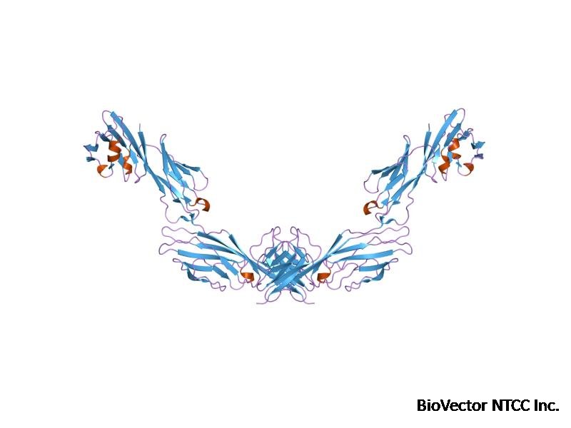 PDB 1wip EBI.jpg
