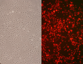 r304-05-cells r304-05-cells