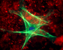 Fluorescent_Cells.jpg