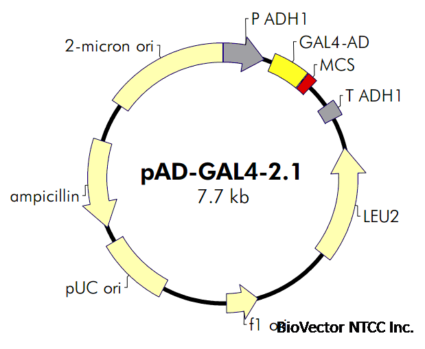 pAD-GAL4-2.1- 北京華越洋生物