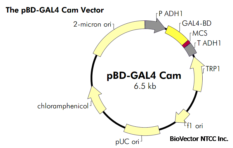 pBD-GAL4-Cam- 北京華越洋生物