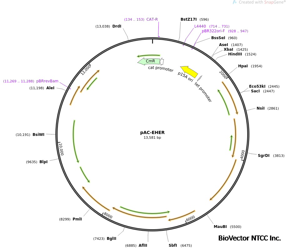 Addgene:pAC-EHER