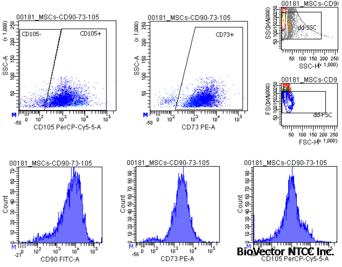 Human Mesenchymal Stem Cells - Amnion