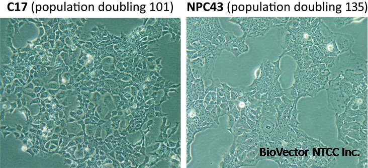 HK1 - an overview | ScienceDirect Topics