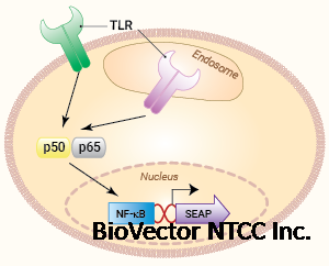 Signaling pathways in HEK-Blue? TLR cells